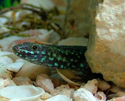 Podarcis filfolensis ssp. filfolensis. Photo taken by Arnold Sciberras